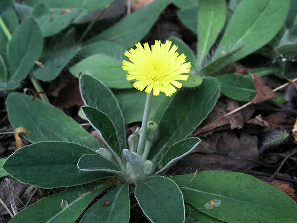 Pilosella depurativa drenante